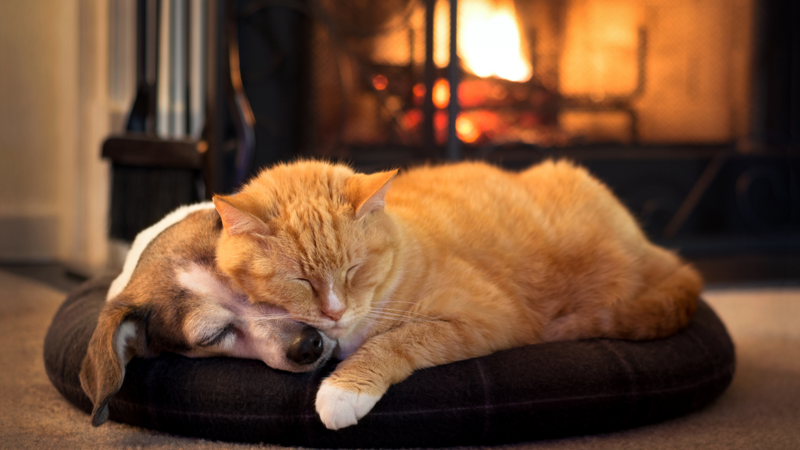 Pet-Friendly Fireplaces Your Furry Friends Will Love